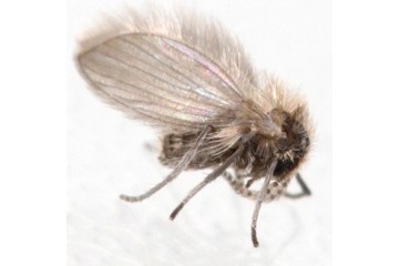 Psychoda albipennis
